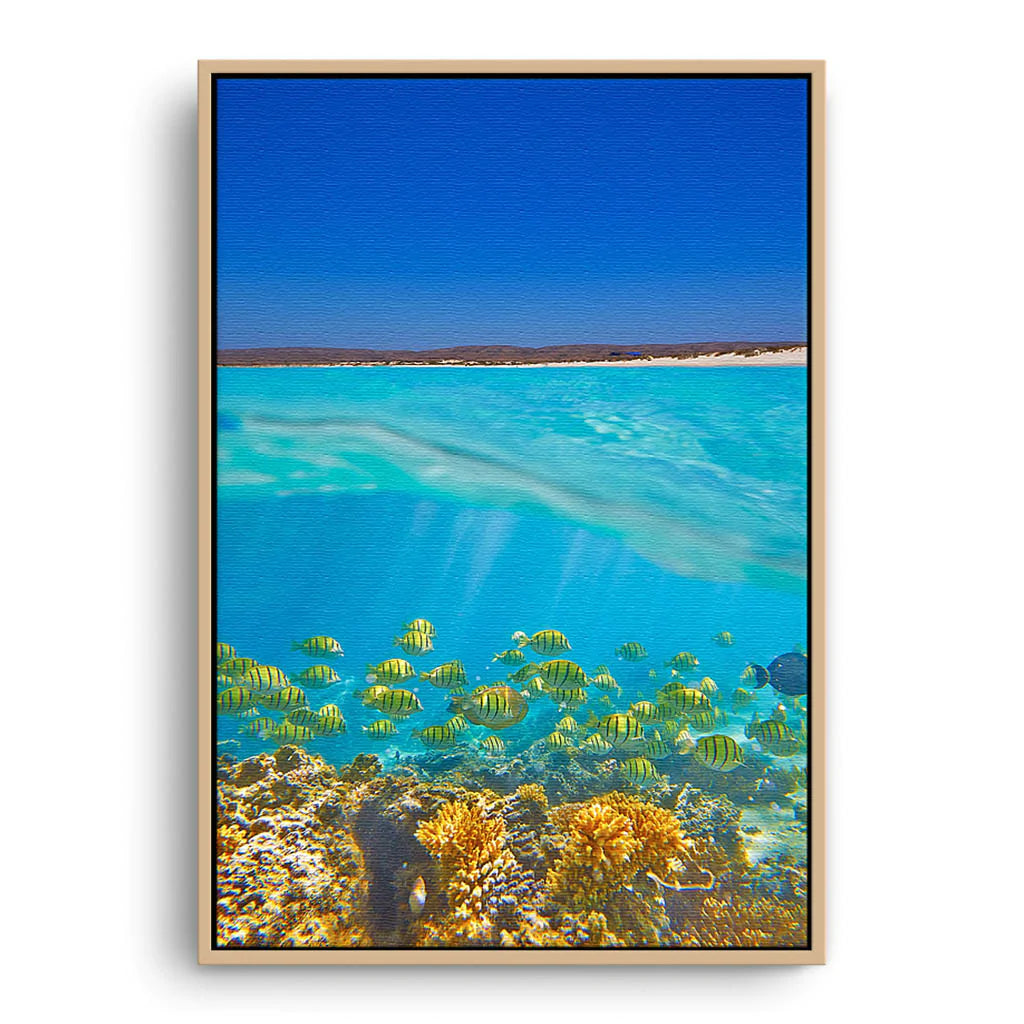 Fish swimming underwater on the Ningaloo Reef in Western Australia framed canvas in raw oak
