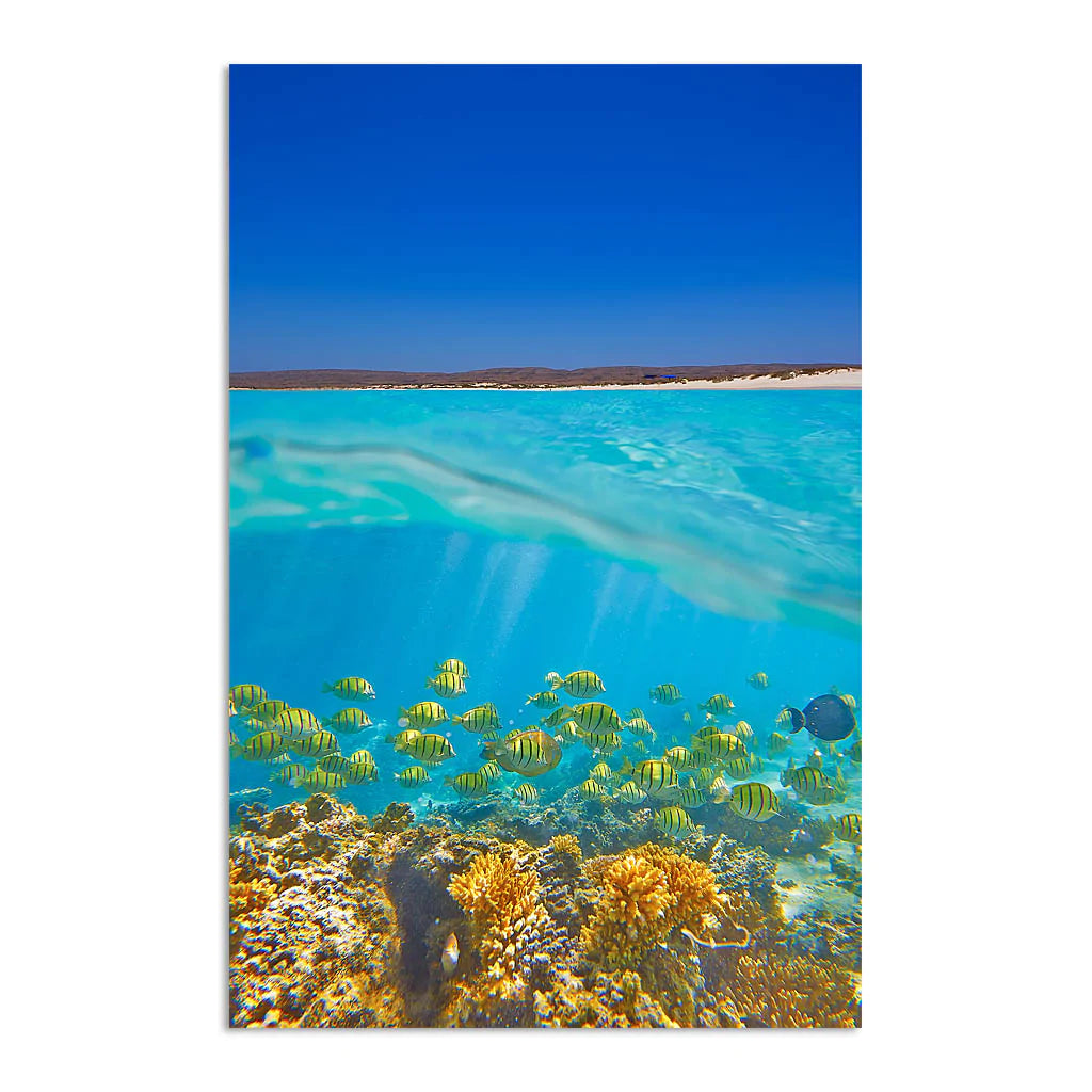 Fish swimming underwater on the Ningaloo Reef in Western Australia