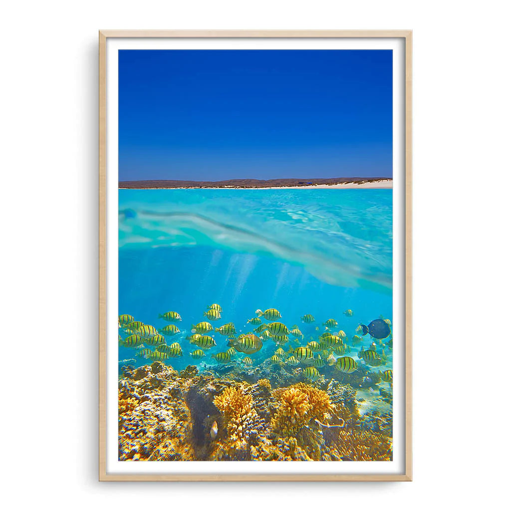 Fish swimming underwater on the Ningaloo Reef in Western Australia framed in raw oak