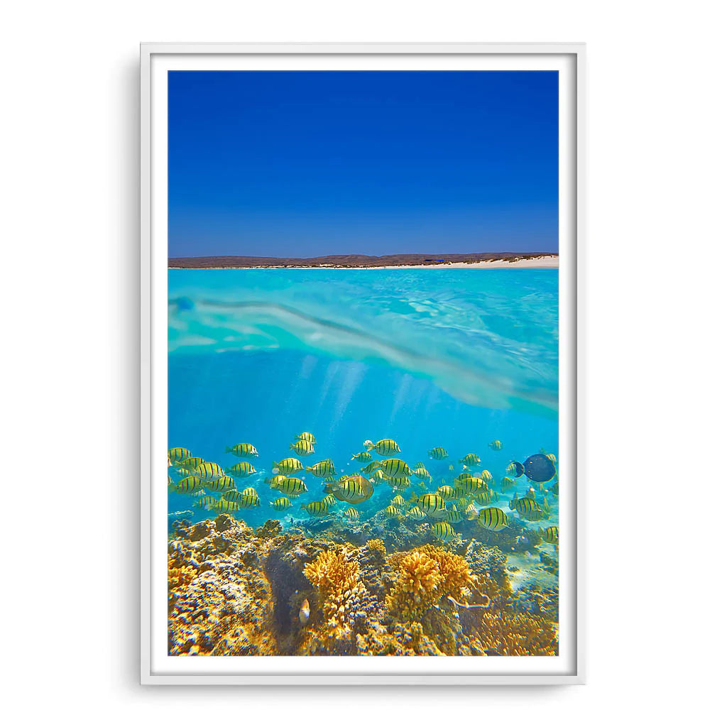 Fish swimming underwater on the Ningaloo Reef in Western Australia framed in white