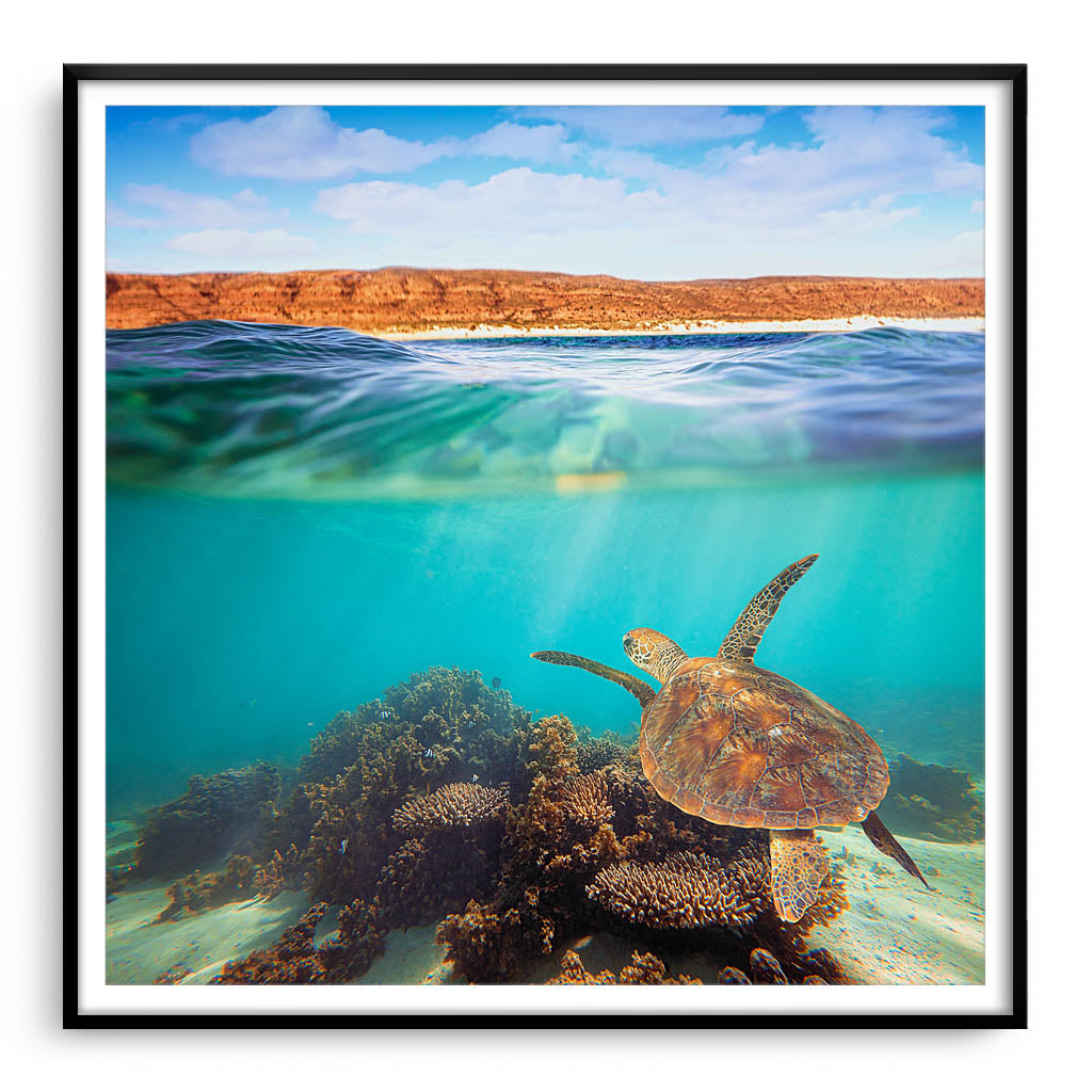 Turtle swimming at Ningaloo Reef, Western Australia framed in black