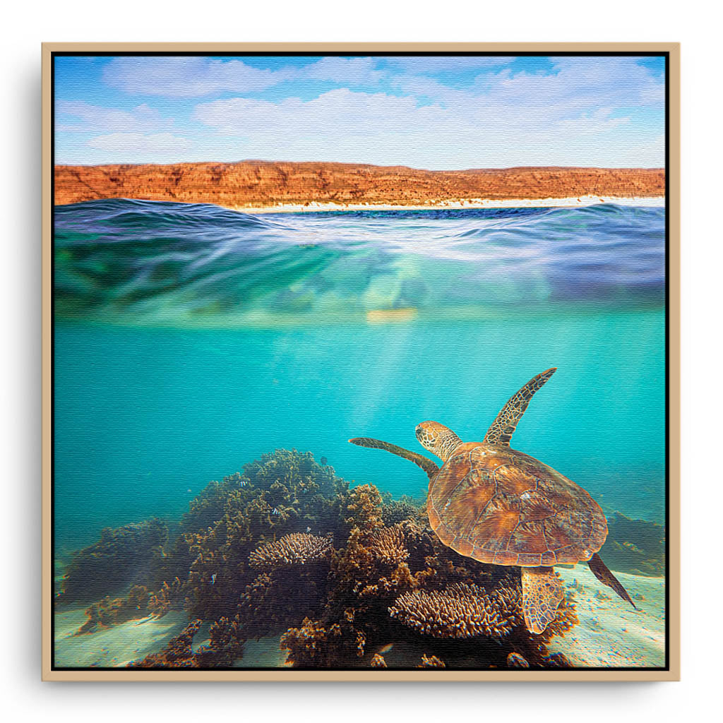 Turtle swimming at Ningaloo Reef, Western Australia framed canvas in raw oak
