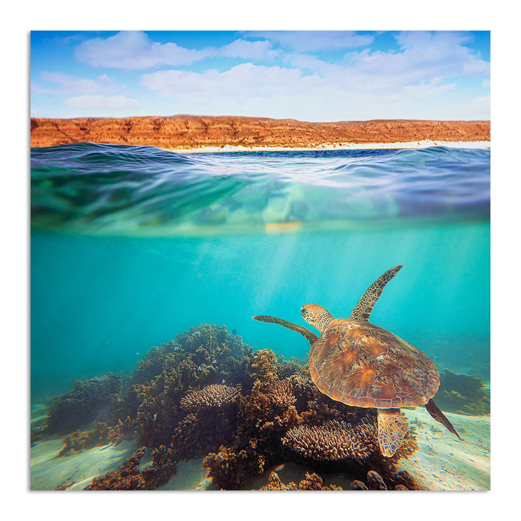 Turtle swimming at Ningaloo Reef, Western Australia