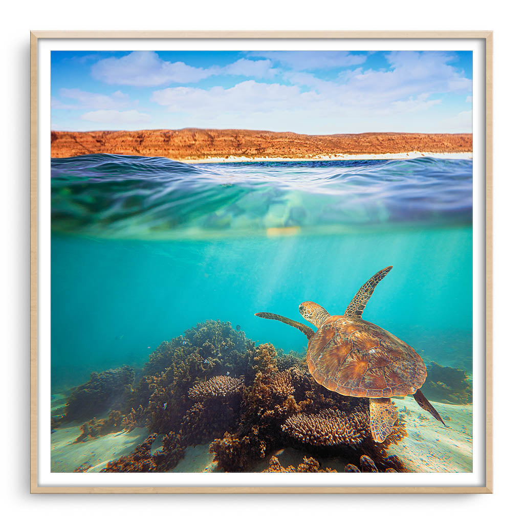 Turtle swimming at Ningaloo Reef, Western Australia framed in raw oak