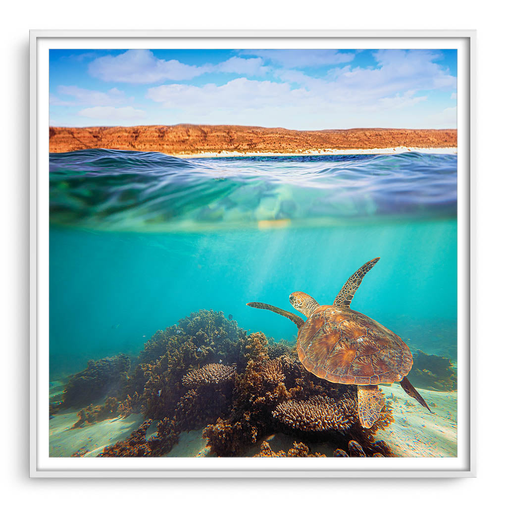 Turtle swimming at Ningaloo Reef, Western Australia framed in white