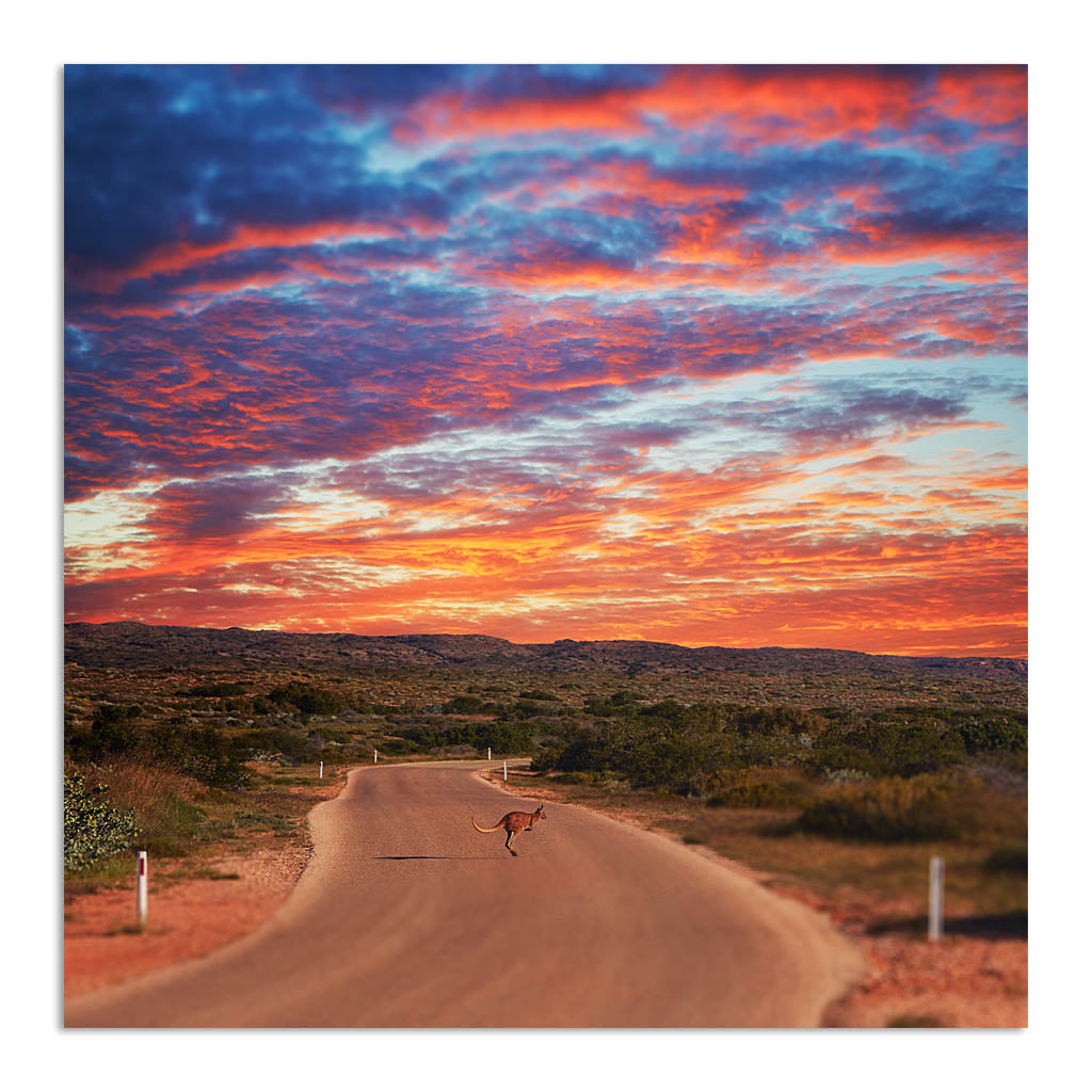 Ningaloo Kangaroo