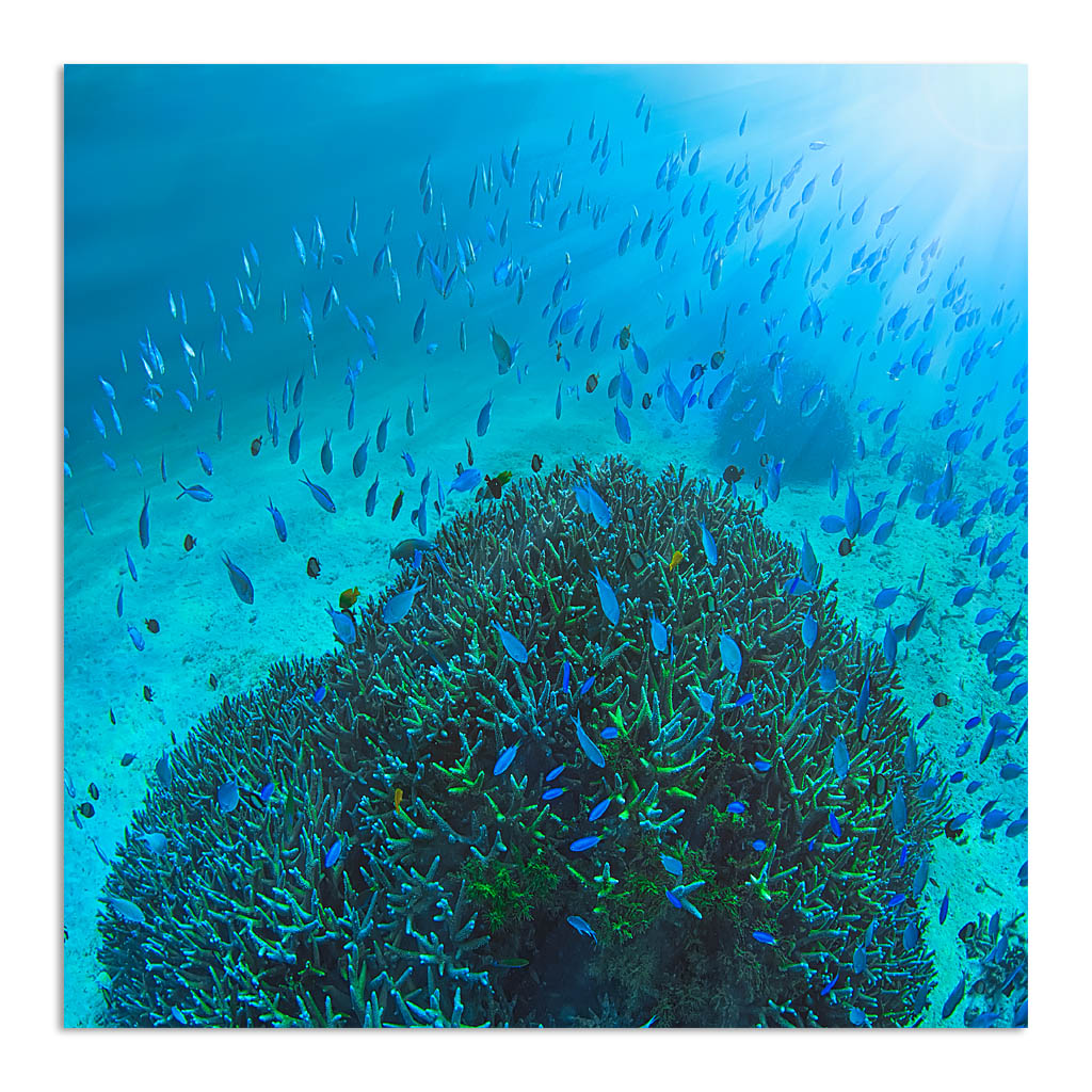 Ningaloo Fish