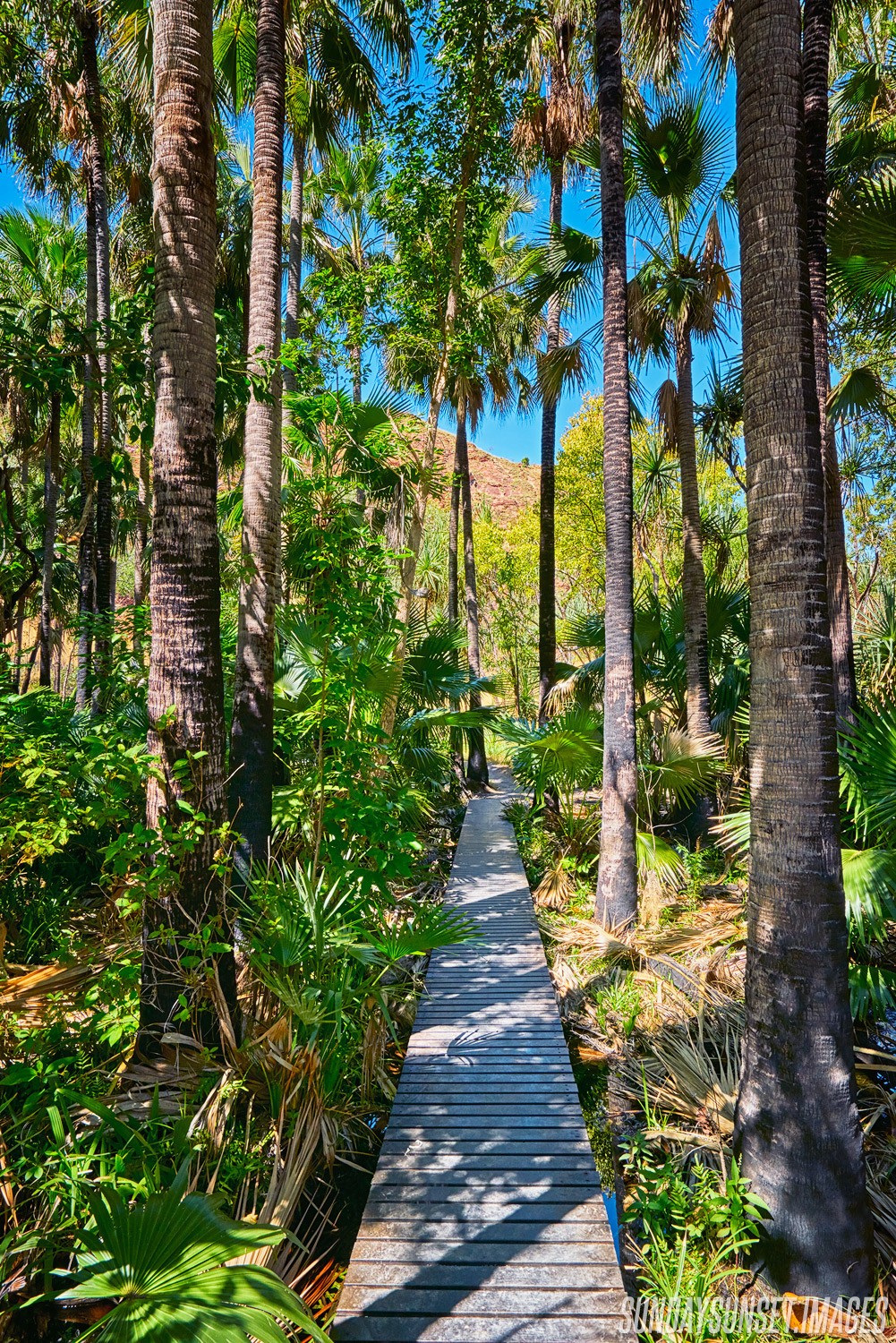 Zebedee Springs