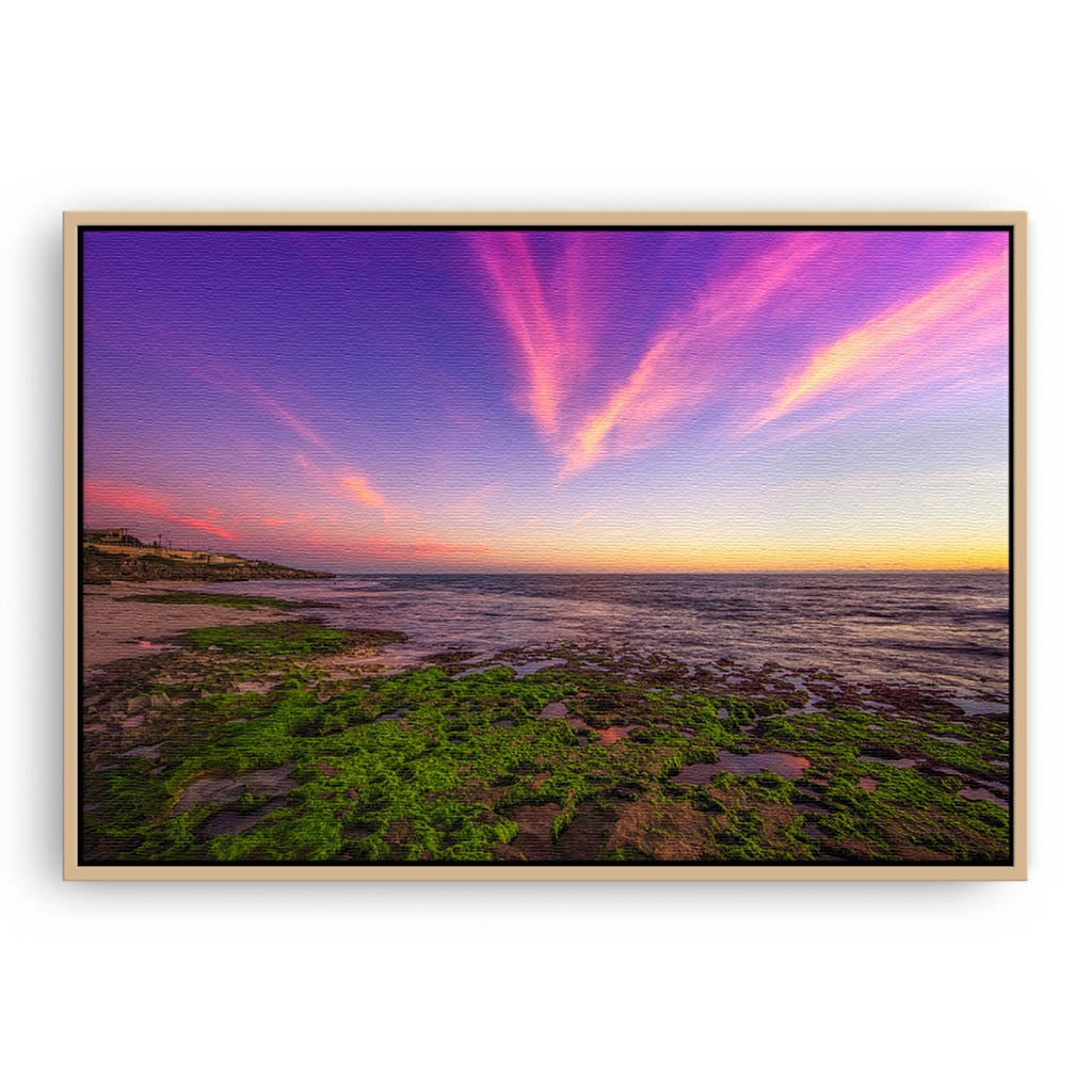 Bright green seaweed growing on the rock in Western Australia framed canvas in raw oak