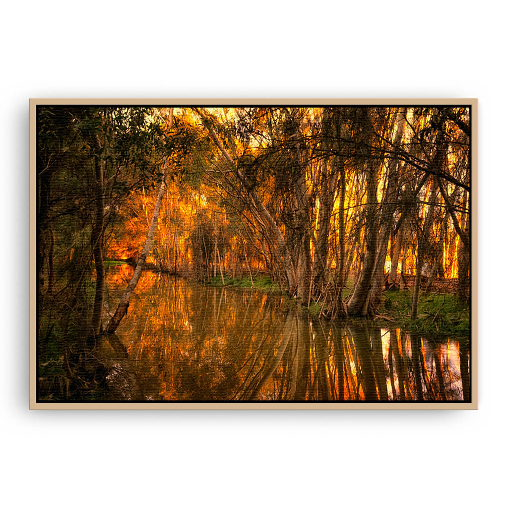 Beautiful golden light and reflections at Lake Monger, Perth in Western Australia framed canvas in raw oak