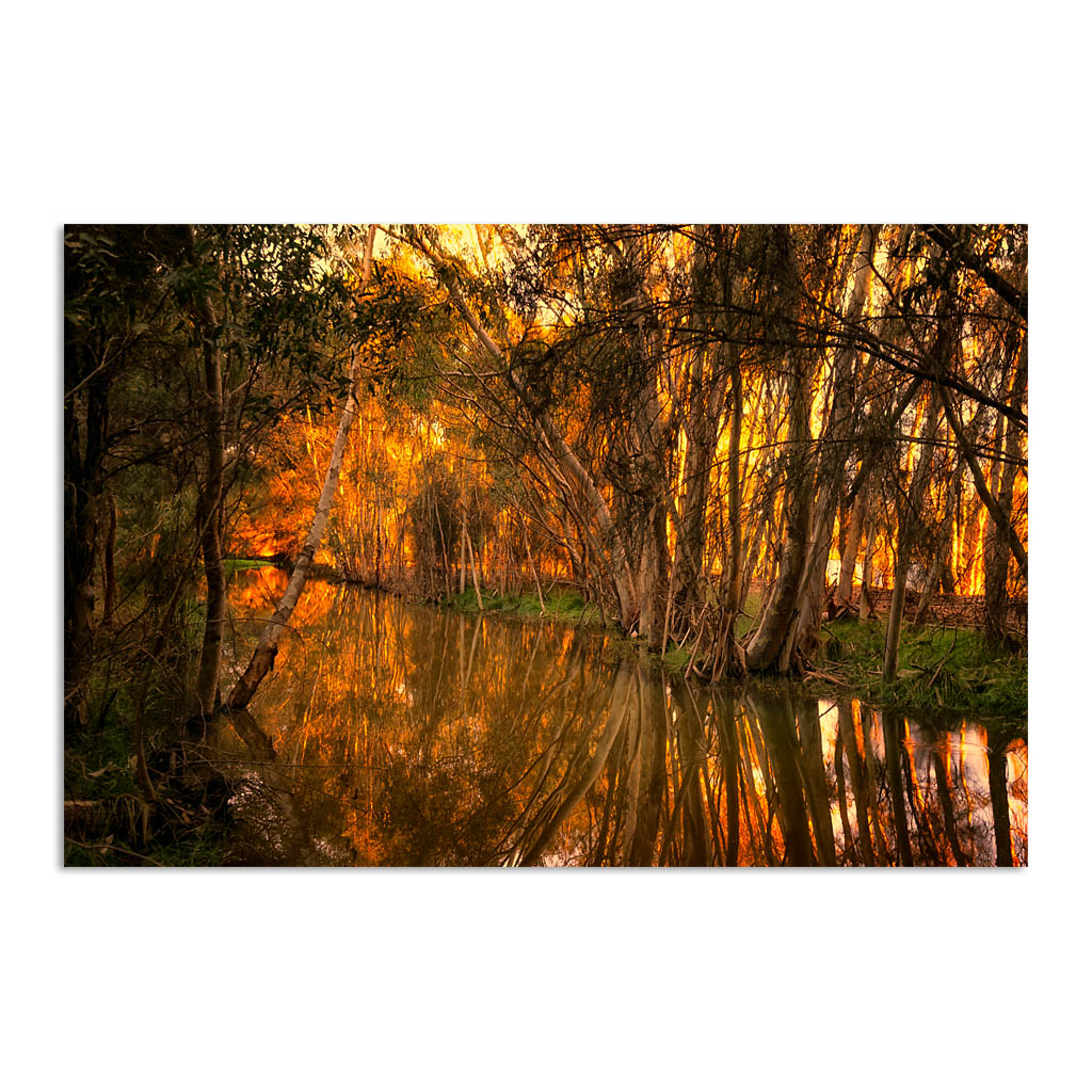 Beautiful golden light and reflections at Lake Monger, Perth in Western Australia