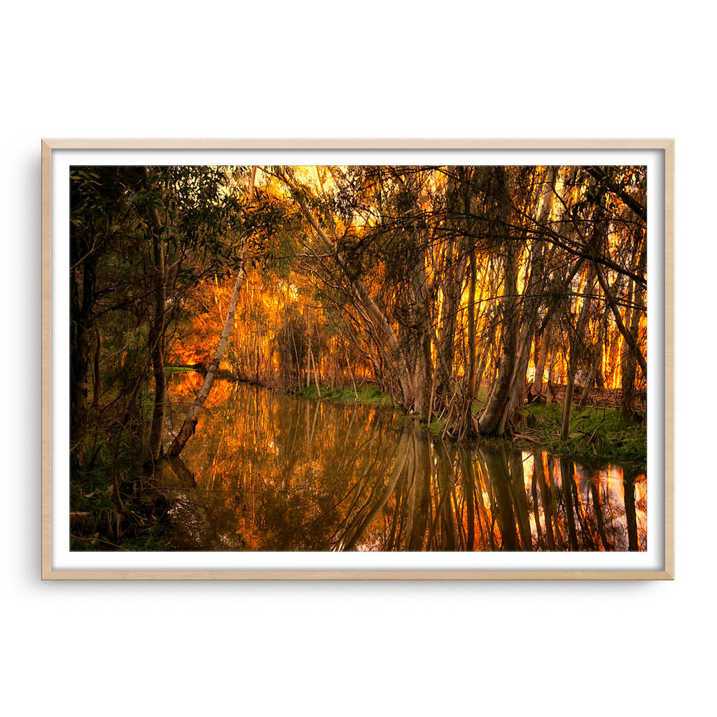 Beautiful golden light and reflections at Lake Monger, Perth in Western Australia framed in raw oak