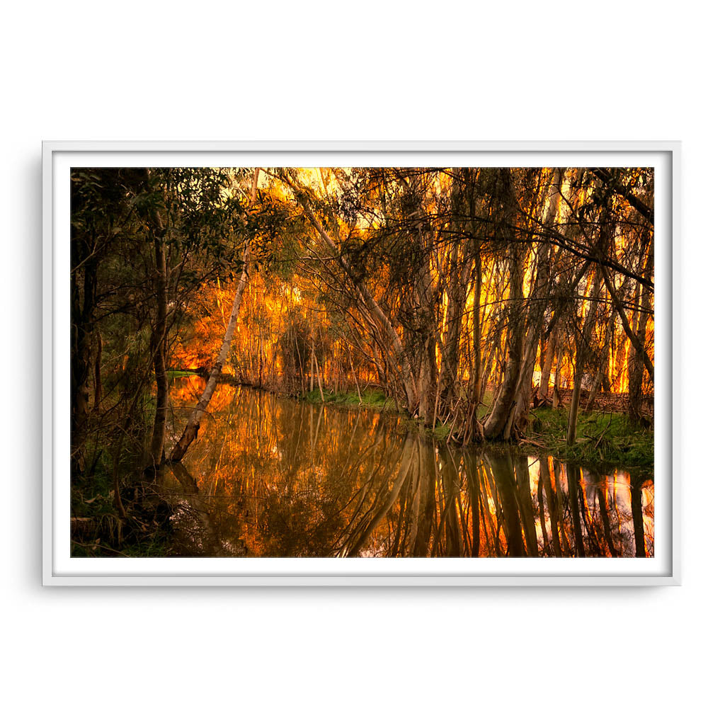 Beautiful golden light and reflections at Lake Monger, Perth in Western Australia framed in white