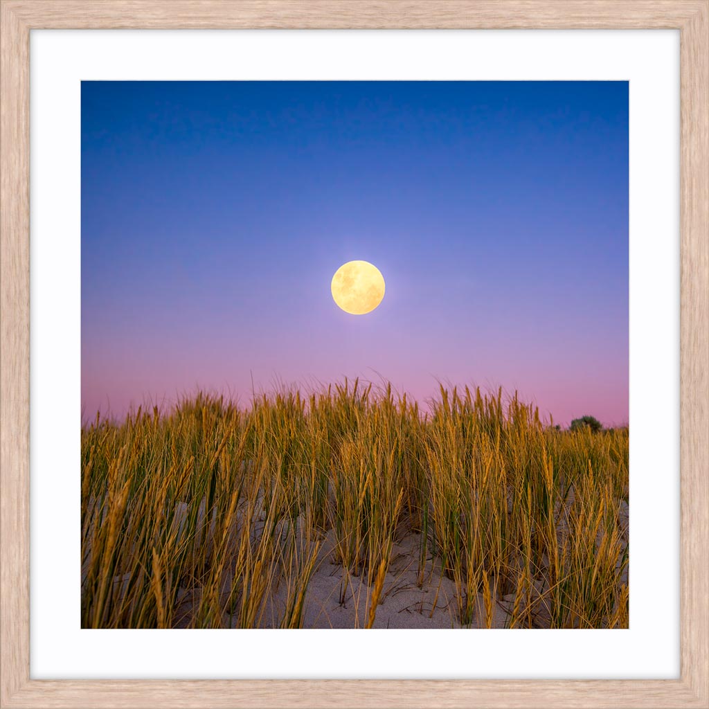 Moon rising over the sand dunes of Mullaloo Beach on New Years Eve in Perth, Western Australia framed in raw oak