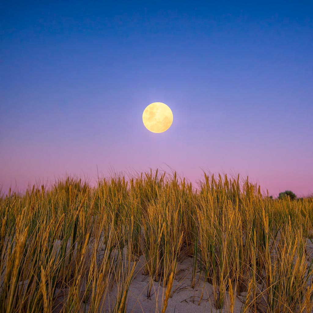 Moon rising over the sand dunes of Mullaloo Beach on New Years Eve in Perth, Western Australia