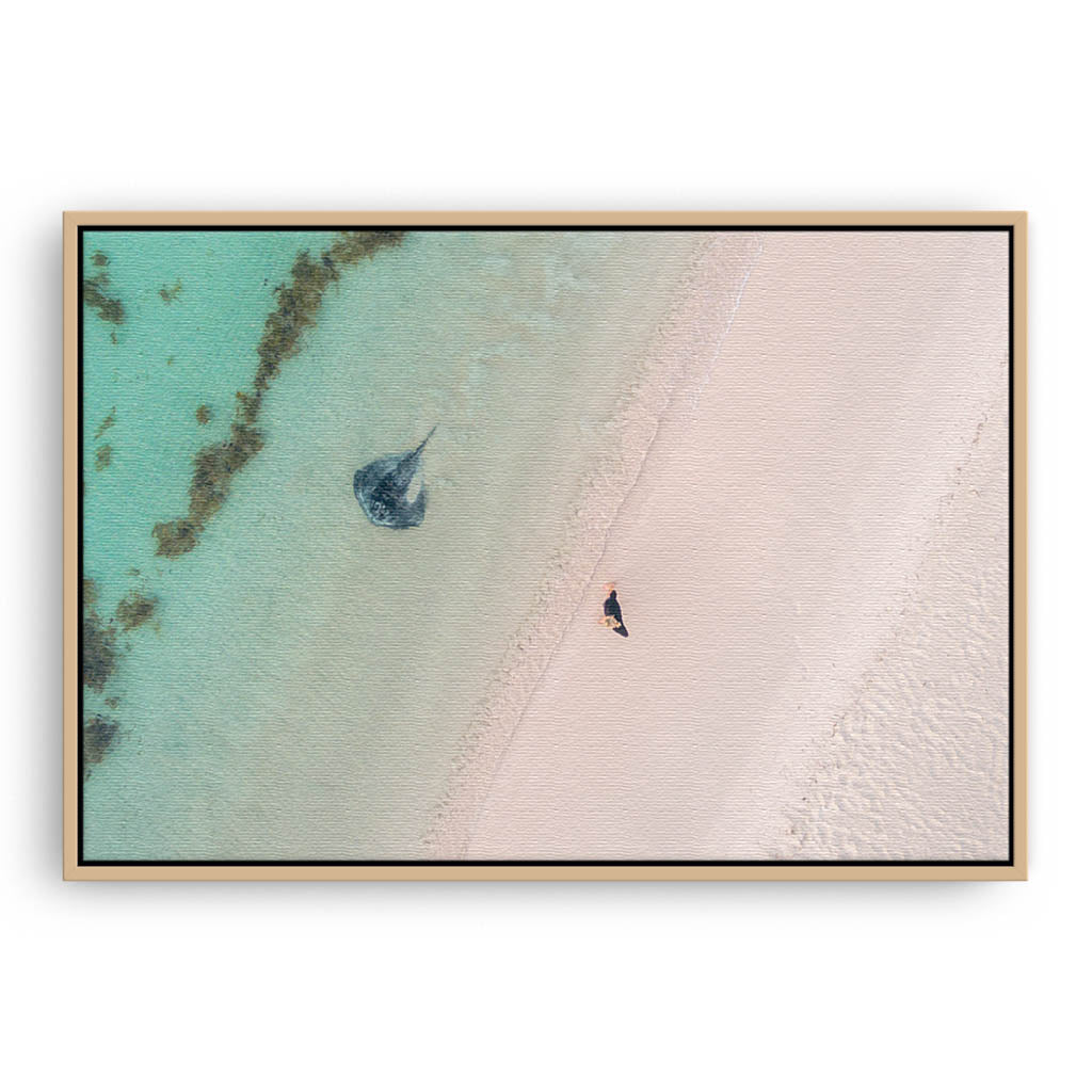 Aerial view of stingray swimming in the shallow waters of Sandy Cape, Western Australia framed canvas in raw oak