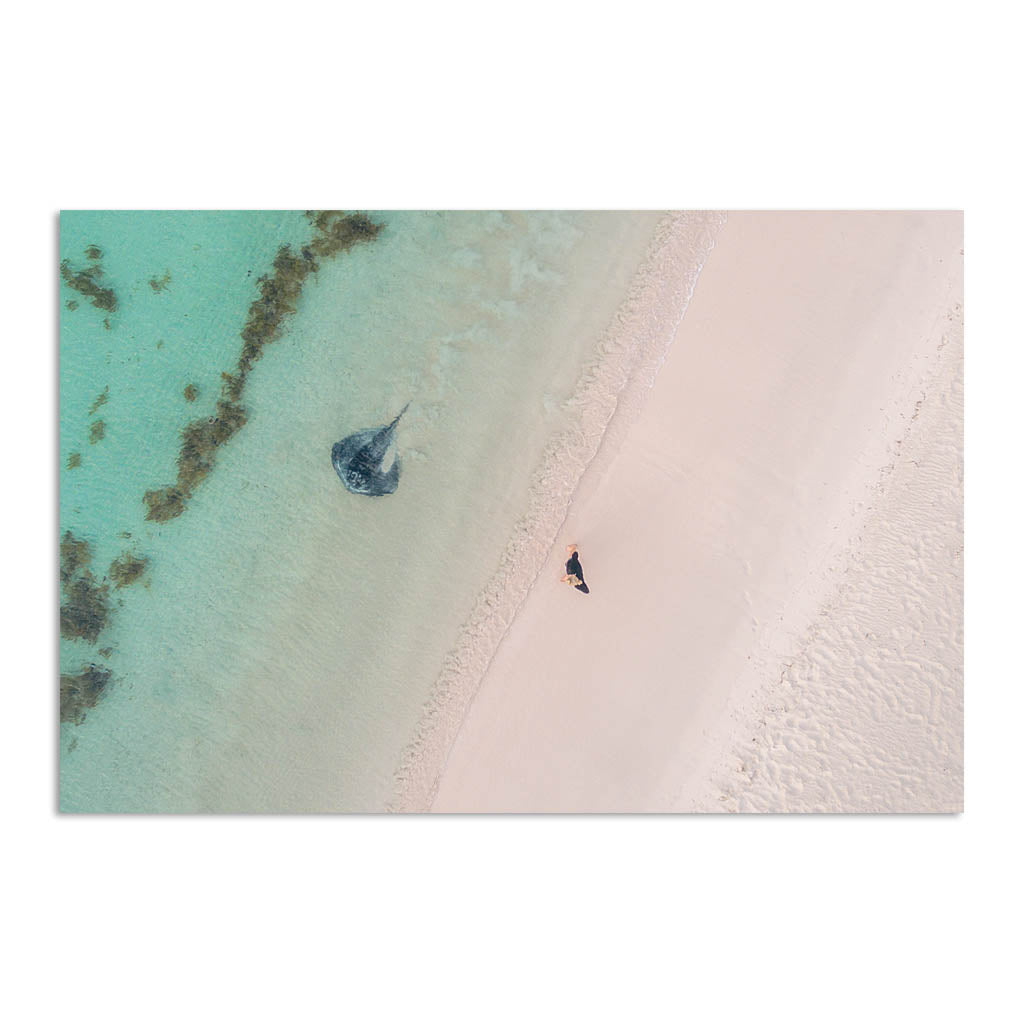 Aerial view of stingray swimming in the shallow waters of Sandy Cape, Western Australia