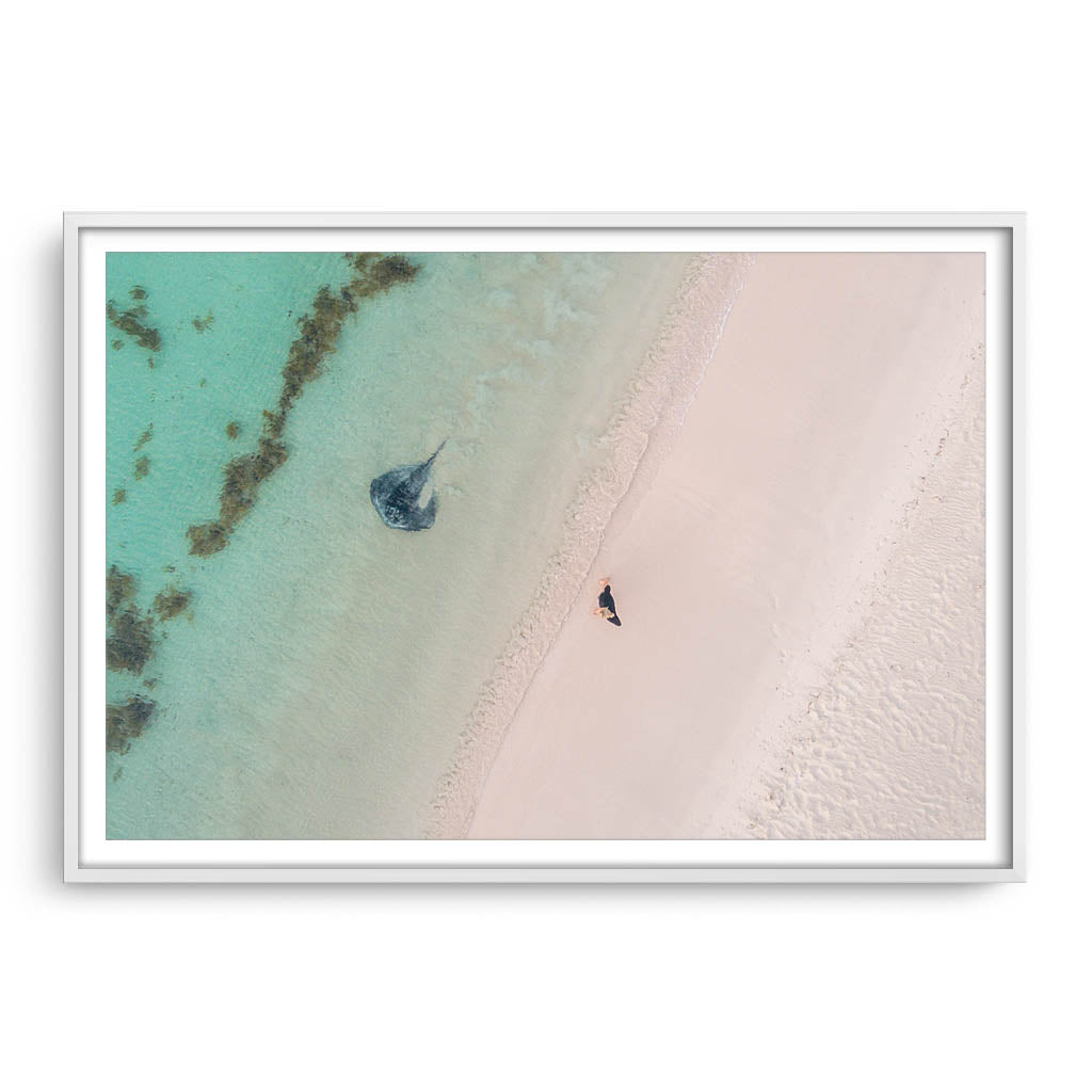 Aerial view of stingray swimming in the shallow waters of Sandy Cape, Western Australia framed in white