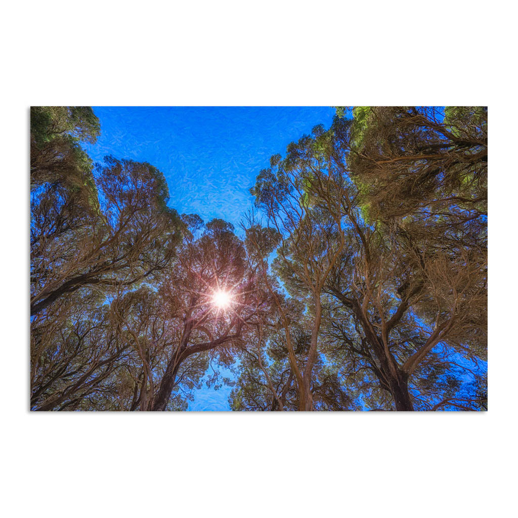 Sun breaks through the trees in Southwest
