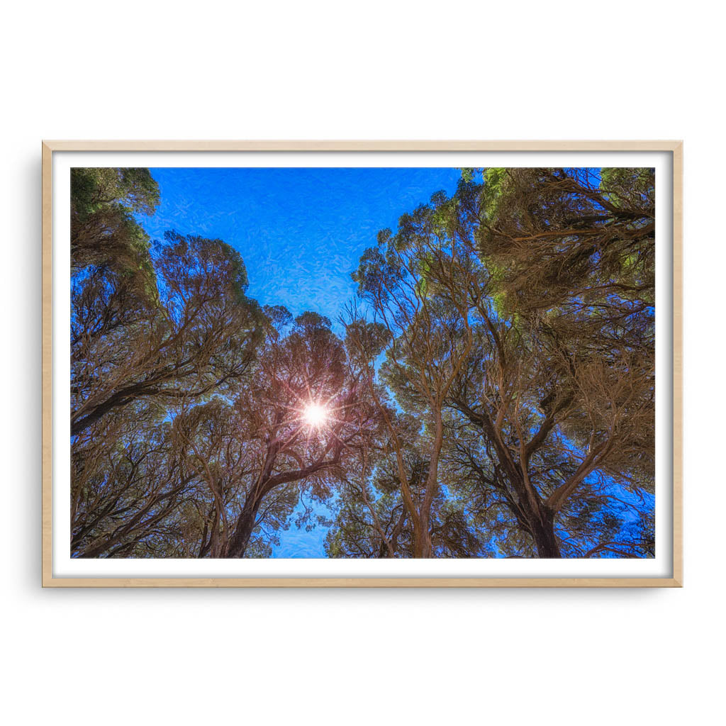 Sun breaks through the trees in Southwest framed in raw oak