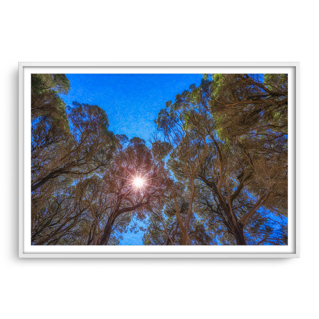 Sun breaks through the trees in Southwest framed in white