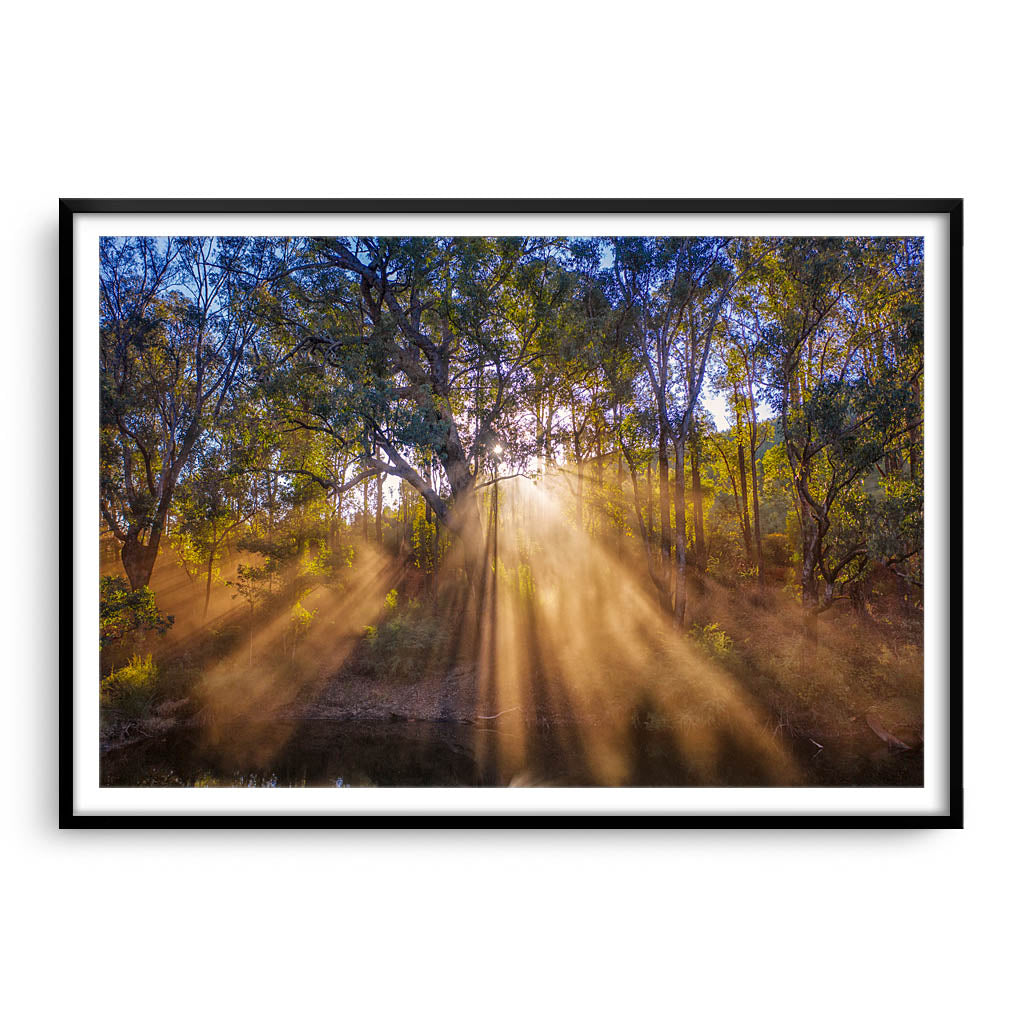 Rays of sun through forest in Western Australia framed in black