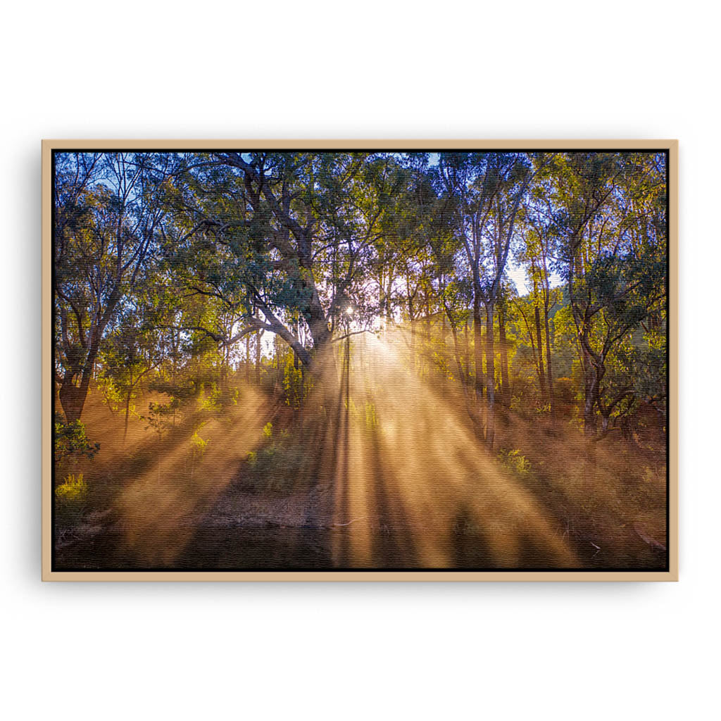 Rays of sun through forest in Western Australia framed canvas
