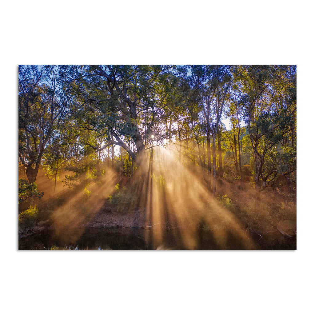 Rays of sun through forest in Western Australia