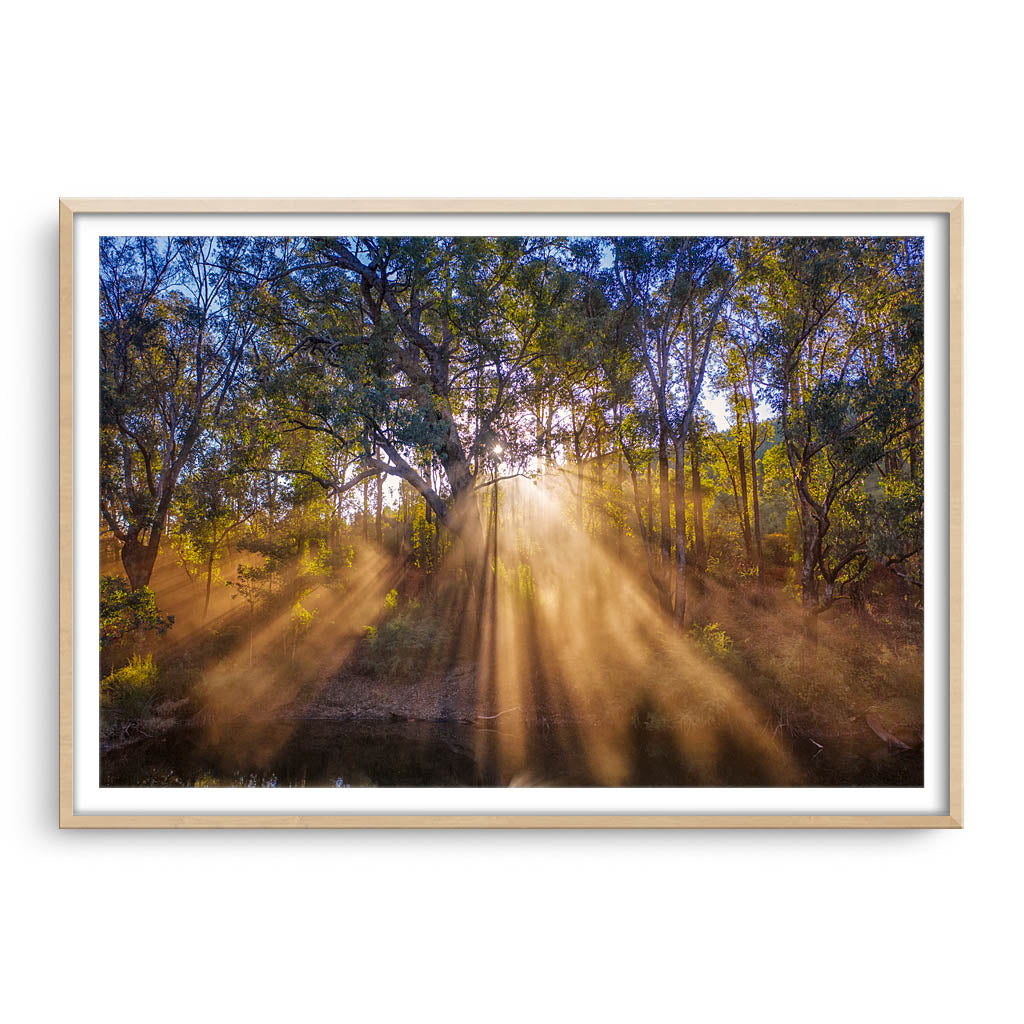 Rays of sun through forest in Western Australia framed in raw oak