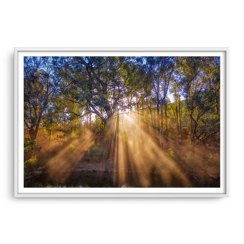 Rays of sun through forest in Western Australia framed in white