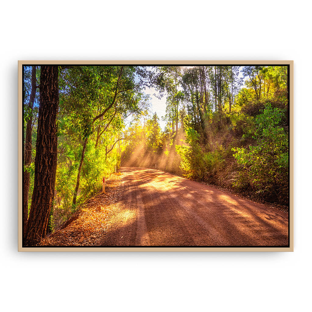 Sunset rays in the forest of Dwellingup, Western Australia
