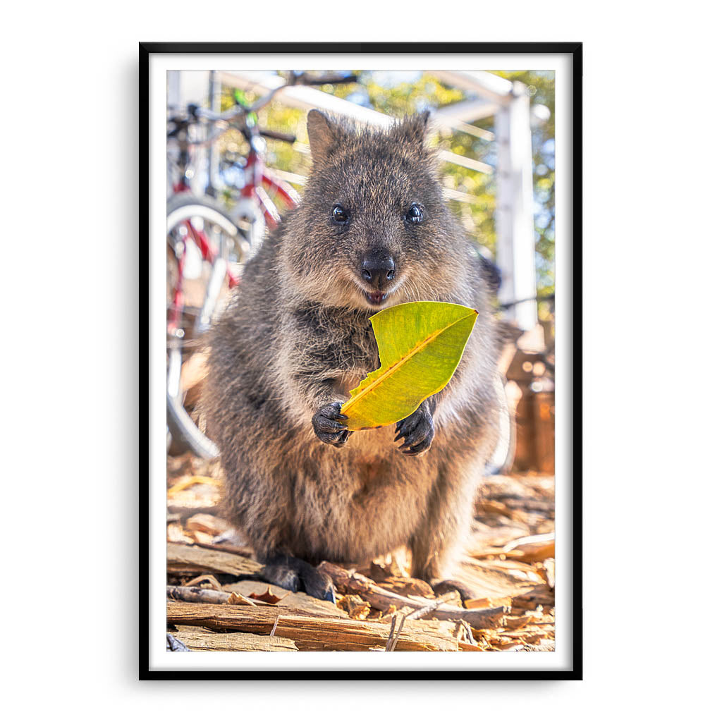 The happiest animals ever, the very cute Quokka's of Rottnest Island.