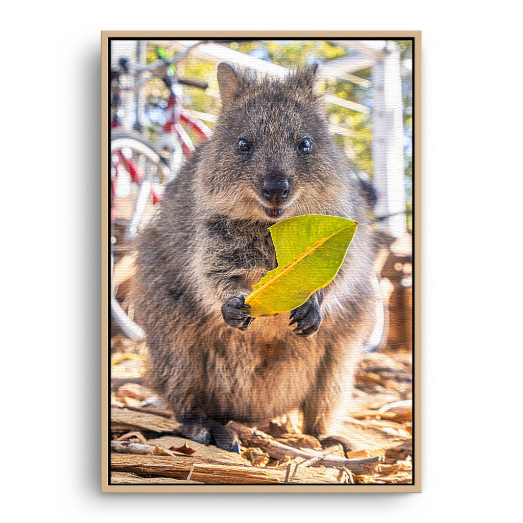 The happiest animals ever, the very cute Quokka's of Rottnest Island.