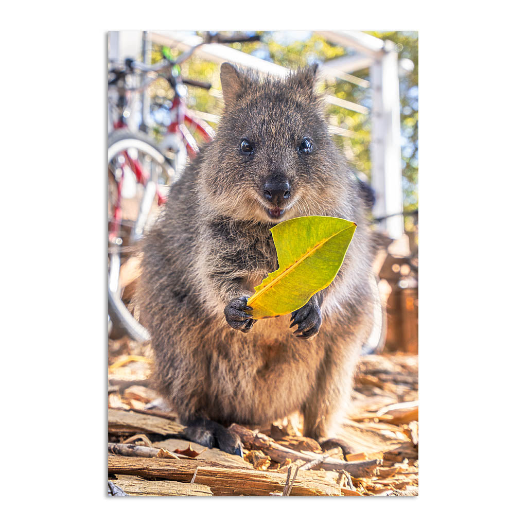 The happiest animals ever, the very cute Quokka's of Rottnest Island.